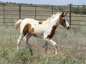 2008 Sorrel Tobiano