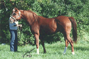 Promise - Registered Arabian