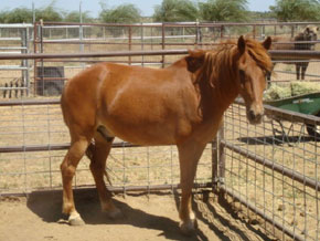 1993 Racking Gaited Pony