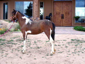2008 Bay Tobiano